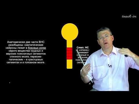 Видео: Дубынин В. А. - 100 часов школьной биологии - 1.17. Вегетативная нервная система
