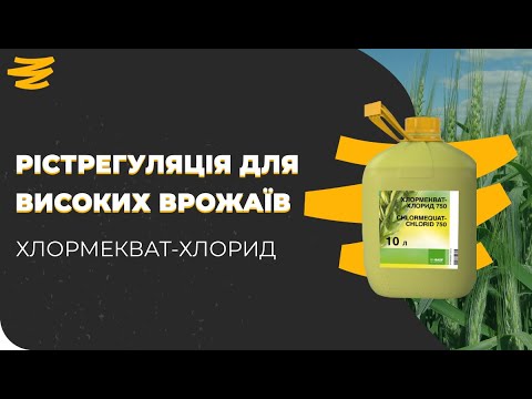 Видео: ХЛОРМЕКВАТ-ХЛОРИД.✅  НАЙПОПУЛЯРНІШИЙ РЕГУЛЯТОР РОСТУ
