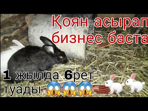 Видео: Қоян шаруашылығы