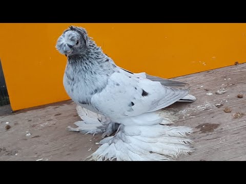 Видео: Узбекские голуби Pigeons الحمام Tauben  merpati کبوتر 鴿子 ハトkaʙūtar güvercinler porumbei 7/11/25