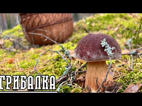 Видео: БОРОВИКИ КОЛКАСРАГСА!