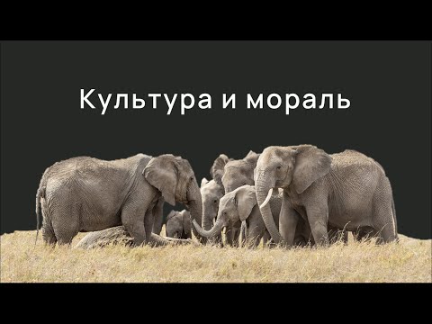 Видео: Традиции у животных?