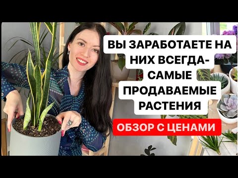 Видео: ЭТИ РАСТЕНИЯ ПРОДАЮТСЯ ЛУЧШЕ ВСЕХ, РАСТЕНИЯ С ЦЕНАМИ