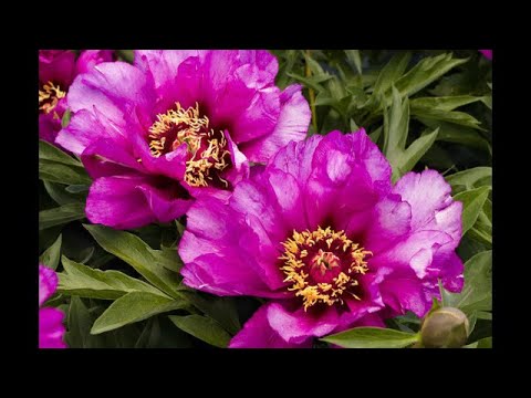 Видео: 🌸Сажаем пион из коробки в марте - холодный старт ! Мастер класс 👍 пошагово !#посадкапионов