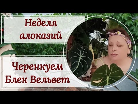 Видео: Неделя алоказий. Черенкуем Блек Вельвет.