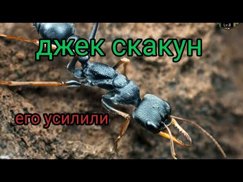 Видео: the ants underground kingdom jack jumper джек скакун  обновлен