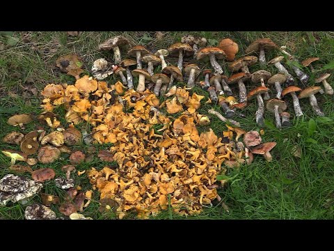 Видео: Озеро Долгое 6-7  сентября  2025   HD