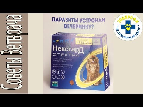 Видео: Нексгард Спектра Средство от Паразитов для Собак. Отличие Нексгарда от Бравекто