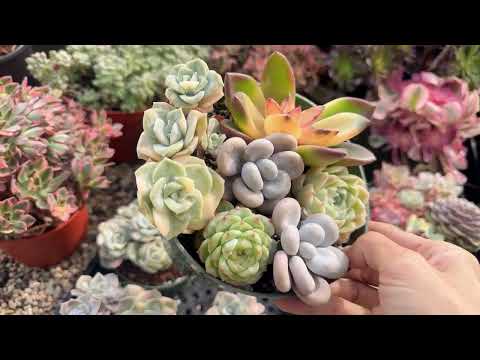 Видео: Кактус + эхеверия + эониум распродаются в питомнике Мими 714-489-1876