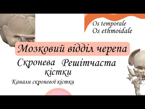 Видео: Скронева кістка, Os temporale. Канали скроневої кістки. Решітчаста кістка. Os ethmoidale.