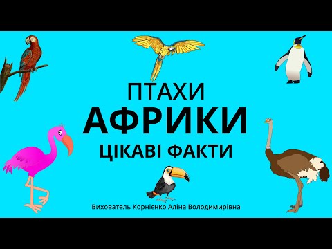 Видео: ПТАХИ АФРИКИ - Цікаві факти для дітей дошкільного віку