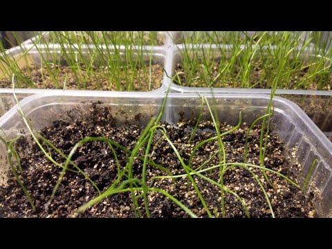 Видео: Рассада лука взошла и лежит, сохнут кончики? Причины и как их исправить