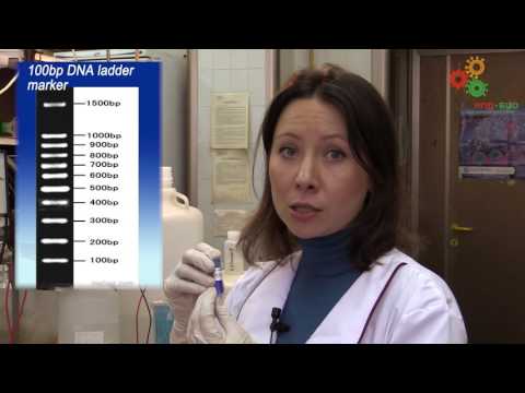 Видео: Молекулярная биология - Элементы клонирования (рестрикция, электрофорез, лигирование)