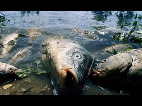 Видео: Выращивание карпа в маленьком пруду возле дома, эксперимент ч 32 неприятности