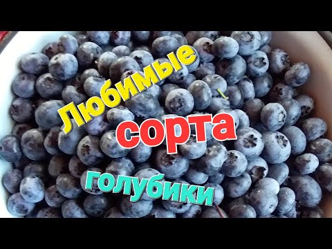 Видео: Самые ВКУСНЫЕ сорта голубики. 2023 г.