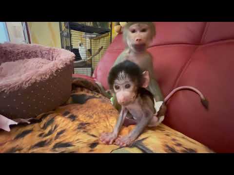 Видео: Степашка "ВЫПАЛ из ГНЕЗДА" и Люська вся разнервничалась, она не знает что делать?!