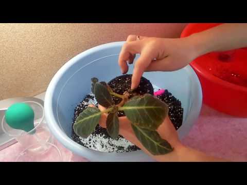 Видео: Глоксиния.Пересадка Глоксинии