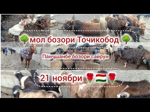 Видео: 🌳мол бозори Точикобод 🌳сайрун 🌹🇹🇯🌹
