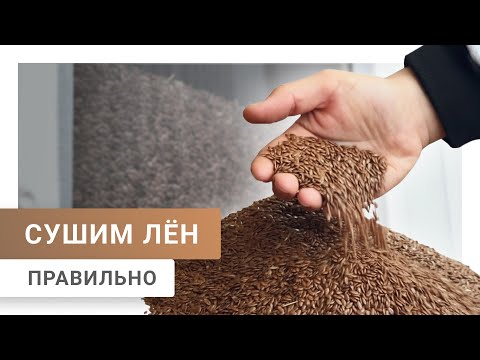 Видео: Сушка льна | Уборочная кампания 2025
