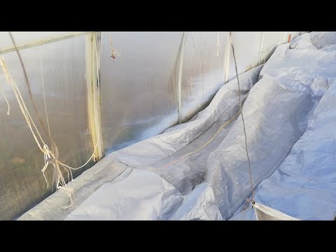 Видео: Зимовка и укрытие  инжира, хурмы, азимины.