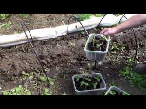 Видео: Посадка огурцов и ЭМ  компост