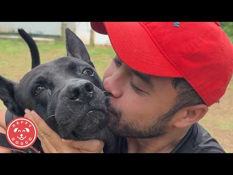 Видео: Что происходит, когда босс отсутствует в Happy Doggo Land