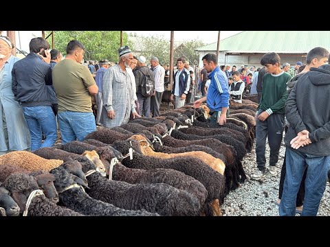 Видео: МОЛБОЗОР ВА ГУСФАНД БОЗОР СЕЗОН. БАРРА ВА КУЧКОРО 16 мая 2025 г.