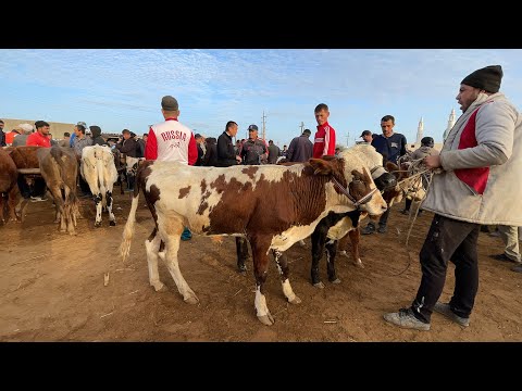 Видео: БОКИЛАДИГАН ЙОШ ХОКИЗЛАР. БОГОТ ТУМАНИ