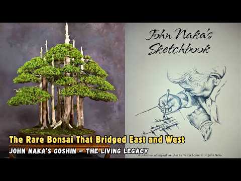 Видео: Редкая легенда о бонсай | Goshin – живой лес Джона Наки