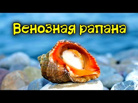 Видео: Как эта морская улитка навсегда изменила Черное море