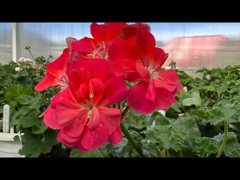 Видео: Болмо гулу. Пеларгониялардын сорттору,кузгу видео обзору 🌺