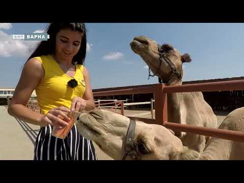 Видео: ОАЗИСЪТ С КАМИЛИТЕ КРАЙ НЕСЕБЪР