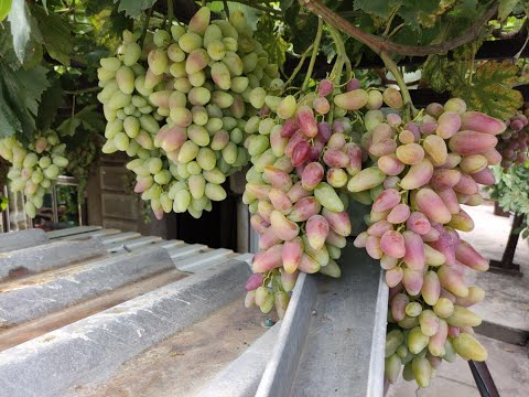 Видео: ДУБОВСКИЙ РОЗОВЫЙ НА АРКЕ! ТЕЛ.+79054033245, WhatsApp и Viber +79528500417.