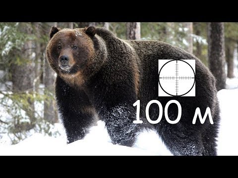 Видео: Часть 2. Выстрел в медведя с МР27М, дистанция 100 м