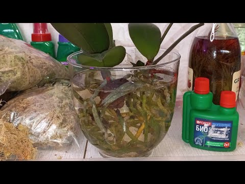 Видео: Орхидеи ПОСЛЕ РЕАНИМАЦИИ Больше ждать Нельзя!!!Орхидея  Детку Корнями ТРИ В ОДНОМ ГОРШКЕ ГОРИЗОНТ