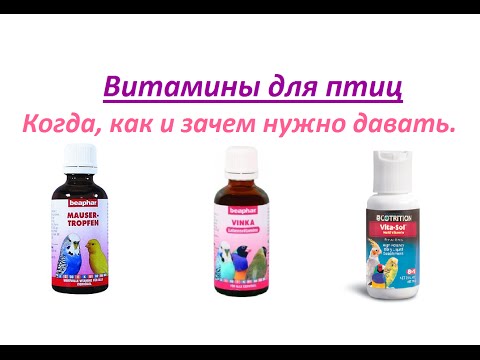 Видео: Витамины для попугаев и экзотических птиц. Когда, как и зачем нужно давать витамины птицам.