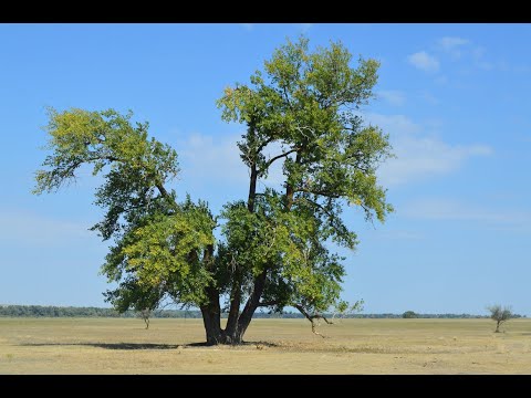 Видео: Hiking Don River Surroundings and Roe Deer Окрестности реки Дон и косули