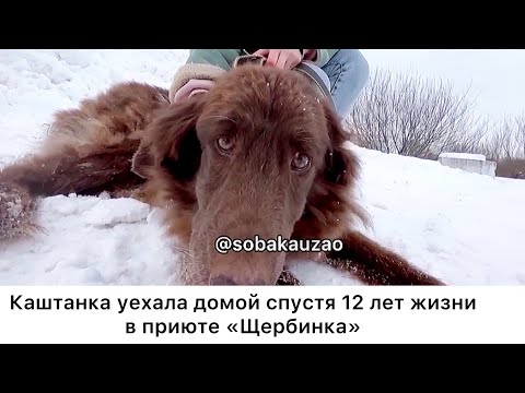 Видео: Каштанка уехала домой спустя 🛑12 лет жизни в приюте «Щербинка». Проект Собака Юзао