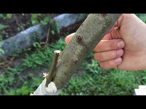 Видео: прививка на оголившуюся ветку / grafting on a bare branch