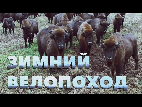 Видео: Зимний велопоход. Встретил зубров