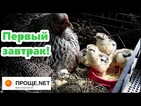 Видео: Брама вывела цыплят! Первая смешная кормёжка!