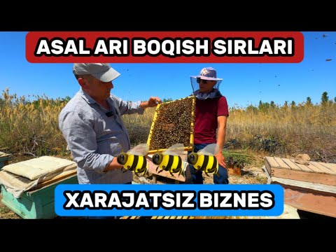 Видео: 🐝ХАММА КУТГАН ВИДЕО АСАЛ АРИ БИЗНЕСИ ВА НАРХЛАРИ 🔥🐝