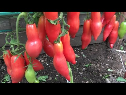 Видео: Обзор сортов томатов.СЕМЕНА БУДУТ ОСЕНЬЮ.