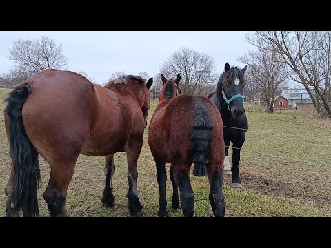 Видео: 🔔 ЖЕРЕБЕЦЬ КАРАТ💣ТА ГАРНИЙ ЛОШАК НА ПРОДАЖ💵🥁🔥