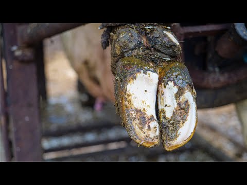 Видео: Заехали посмотреть, как обрезают копыта коровам | Рабочий день бригады Копытного Сервиса