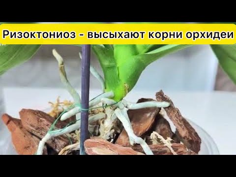 Видео: Ризоктониоз орхидей Сохнут корни орхидей Лечение орхидей