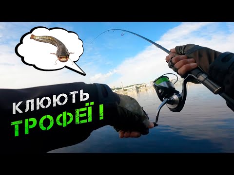 Видео: ✅КЛЮЮТЬ ТРОФЕЙНІ РИБИ! СОМ, ЖЕРЕХ, СУДАК, ЩУКА НА ДНІПРІ✅