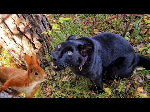 Видео: Тайга пантеры Луны🌲🐆 Часть 2 / Охота на белок 🐿