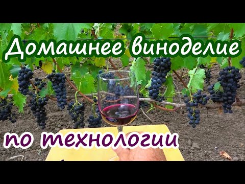 Видео: ДОМАШНЕЕ ВИНОДЕЛИЕ ПО ТЕХНОЛОГИИ /Начало.От сбора урожая до начала брожения