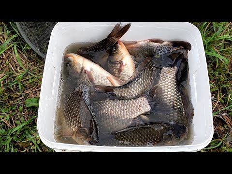 Видео: Рыбалка на Старом Месте !!!  19 .05 .2023 г